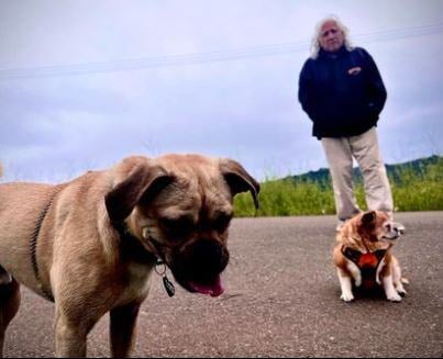 perritos perritos